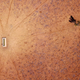 A lone tree stands near a water trough in a drought-effected paddock on the outskirts of town of Walgett, in New South Wales on July 20, 2018.
